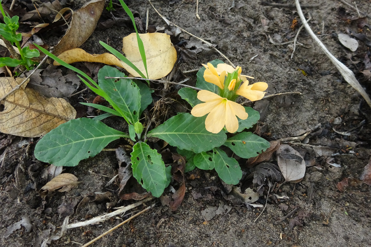 Image of Crossandra subacaulis specimen.