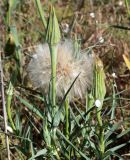 Tragopogon dubius subspecies major