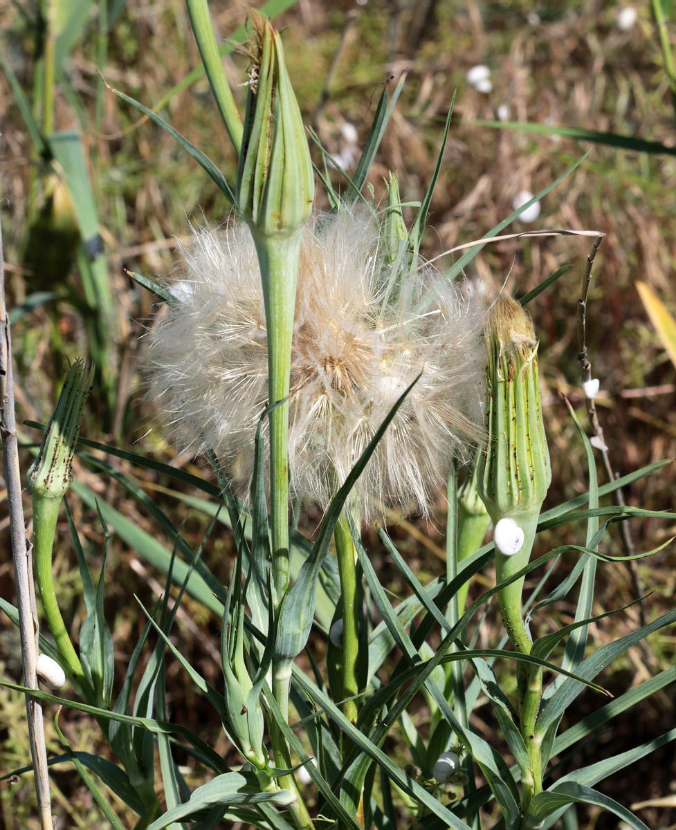 Image of Tragopogon dubius ssp. major specimen.