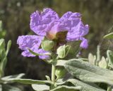 Cistus albidus