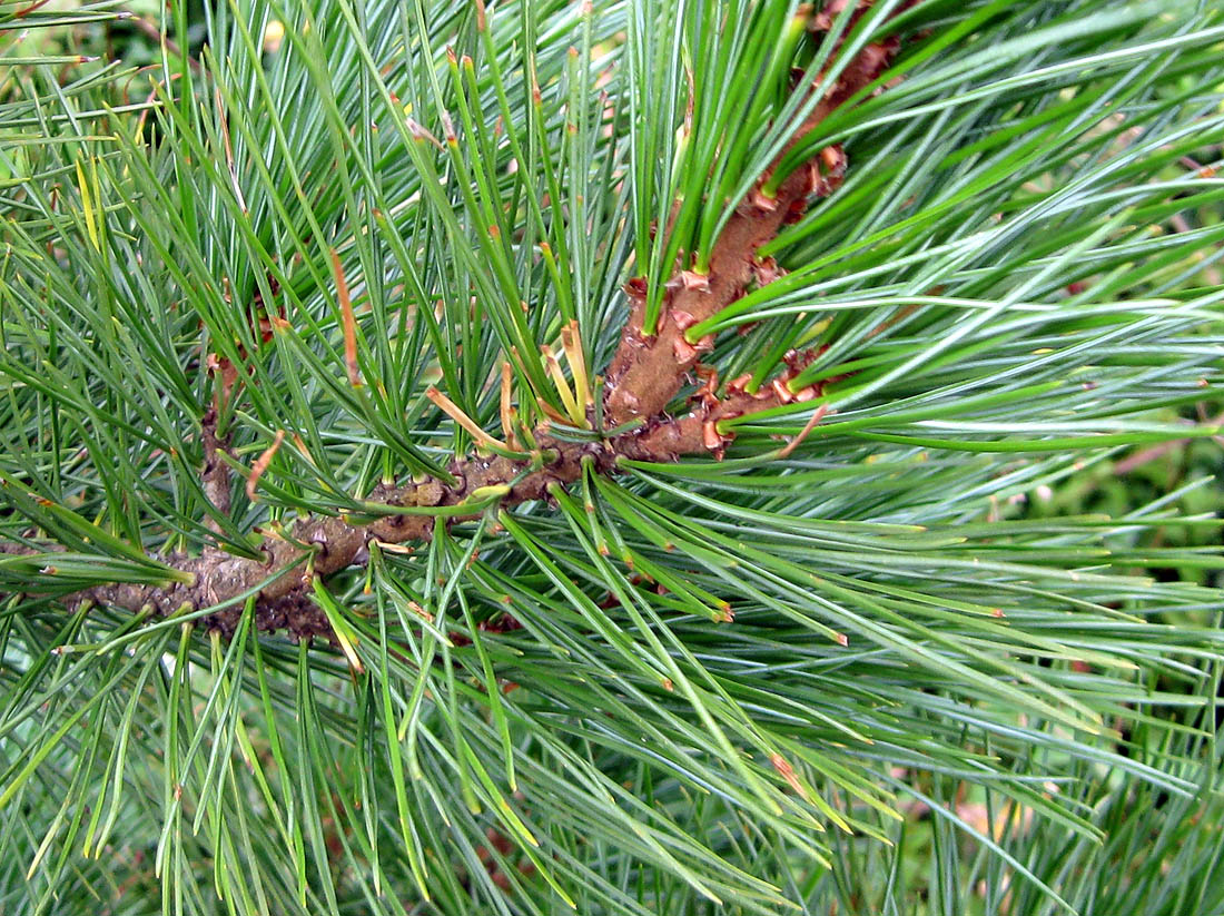 Image of Pinus cembra specimen.