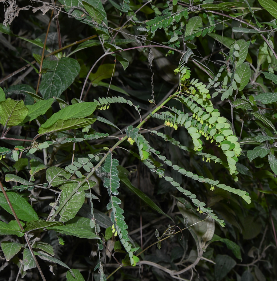 Image of Phyllanthus niruri specimen.