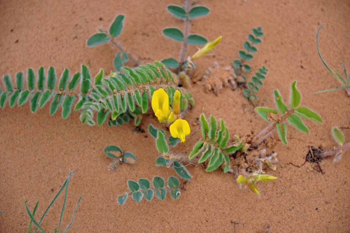 Изображение особи Astragalus longipetalus.