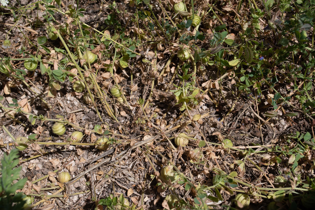 Изображение особи Medicago scutellata.