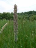 Phleum pratense