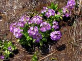 Primula auriculata