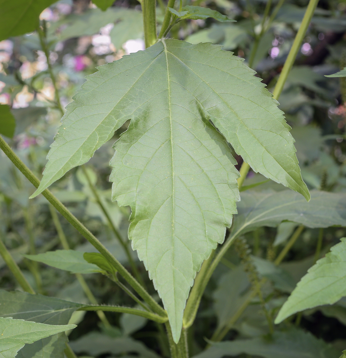 Image of Ambrosia trifida specimen.