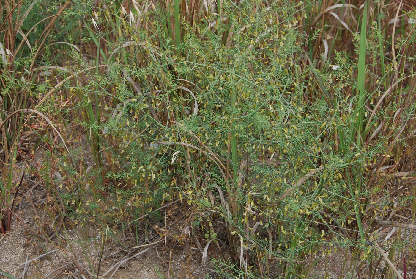 Изображение особи Asparagus persicus.