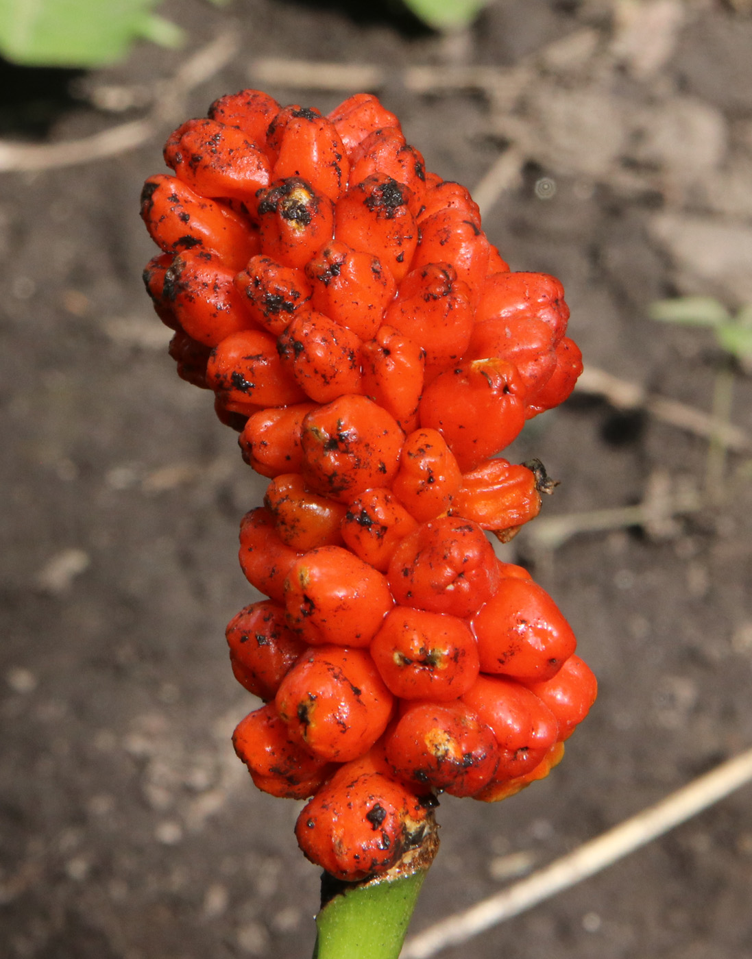 Изображение особи Arum elongatum.