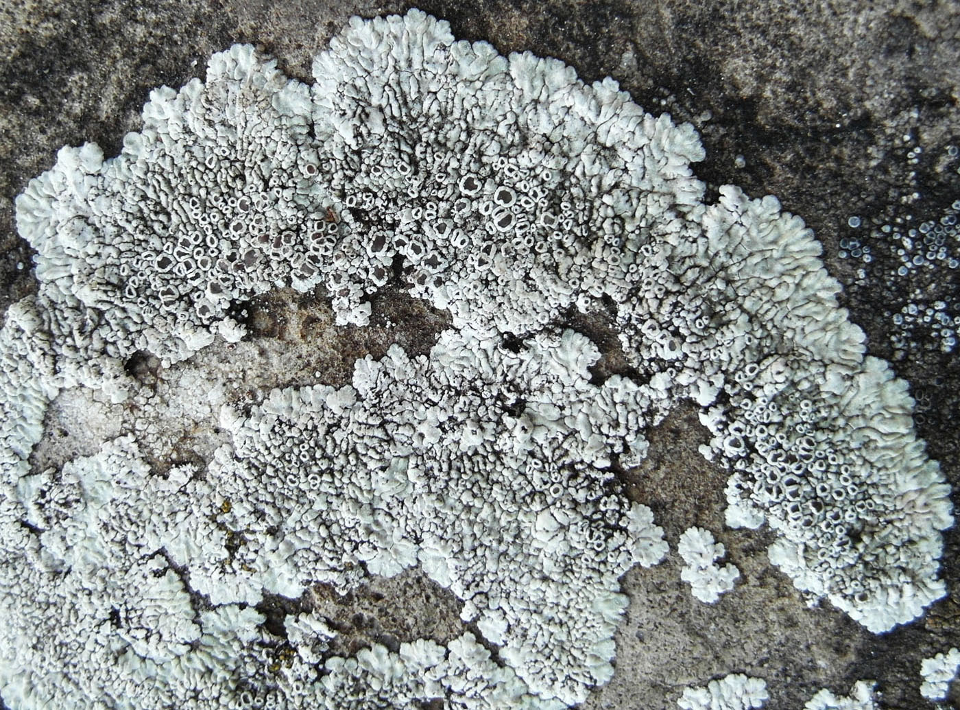 Изображение особи Lecanora muralis.