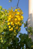 Cassia fistula. Соцветие. Израиль, г. Ришон-ле-Цион, на набережной, в озеленении. 22.06.2019.