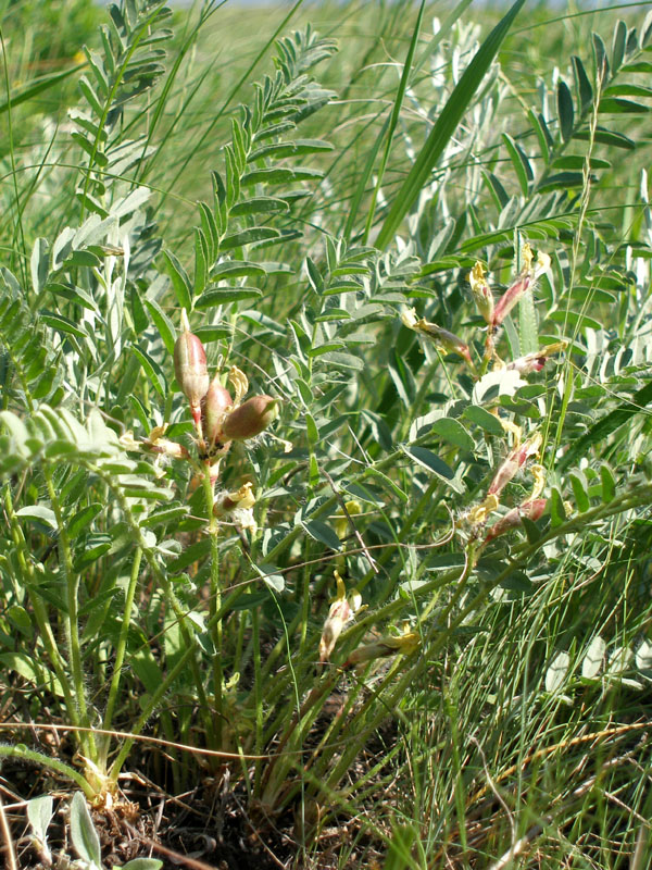 Изображение особи Astragalus wolgensis.