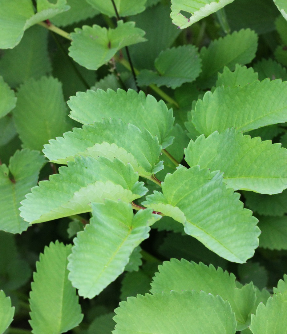 Image of Sanguisorba obtusa specimen.