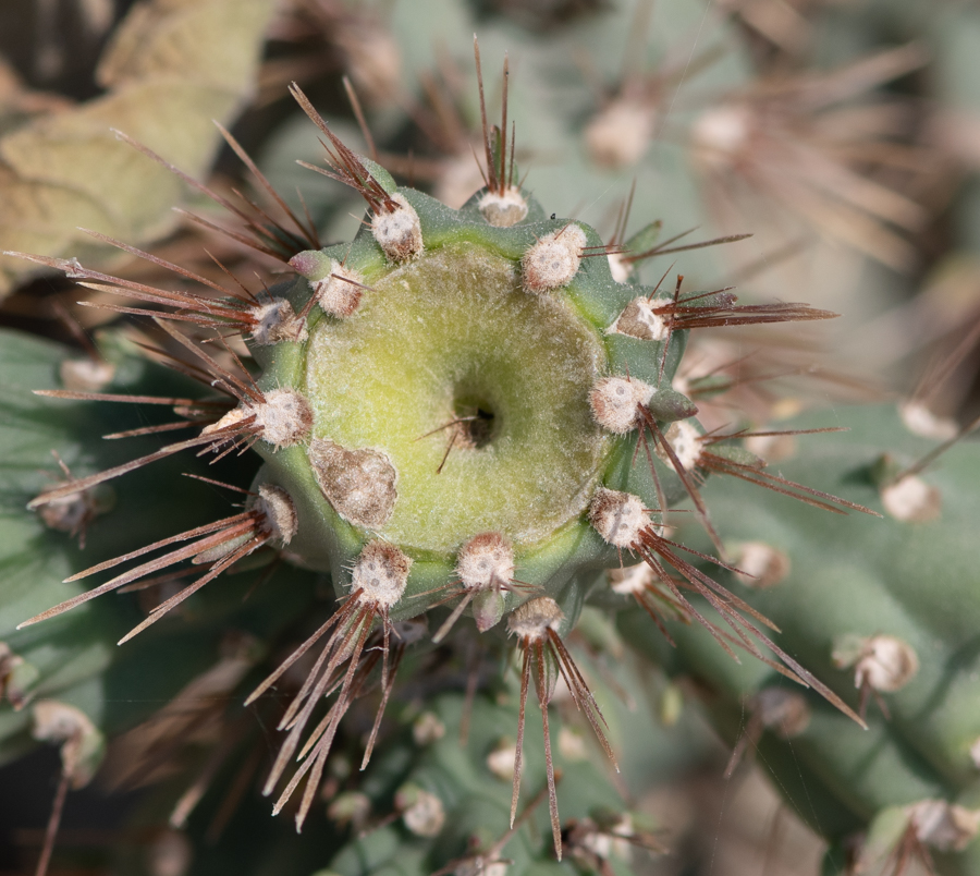 Image of Cylindropuntia cholla specimen.