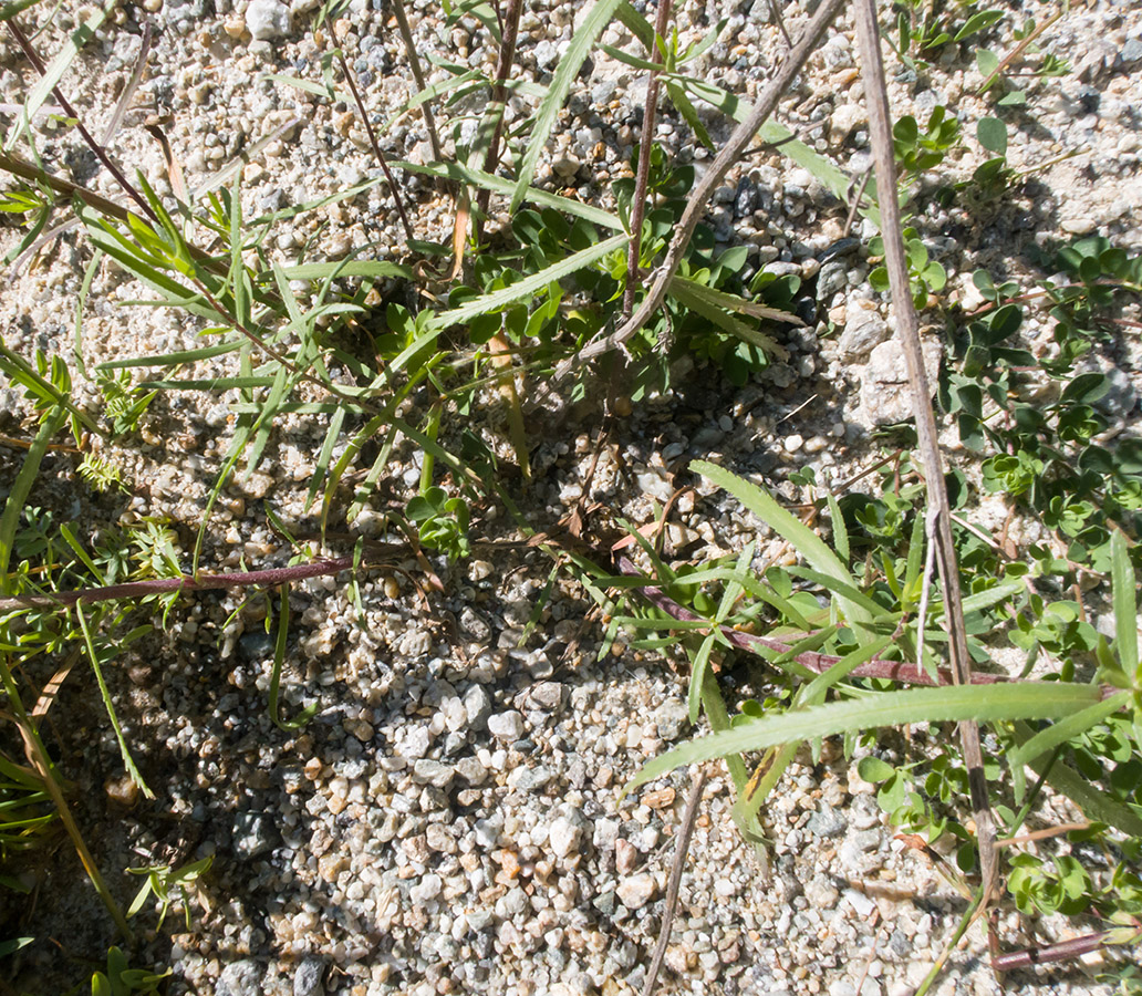 Изображение особи Achillea ptarmicifolia.
