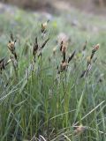 Carex melanostachya