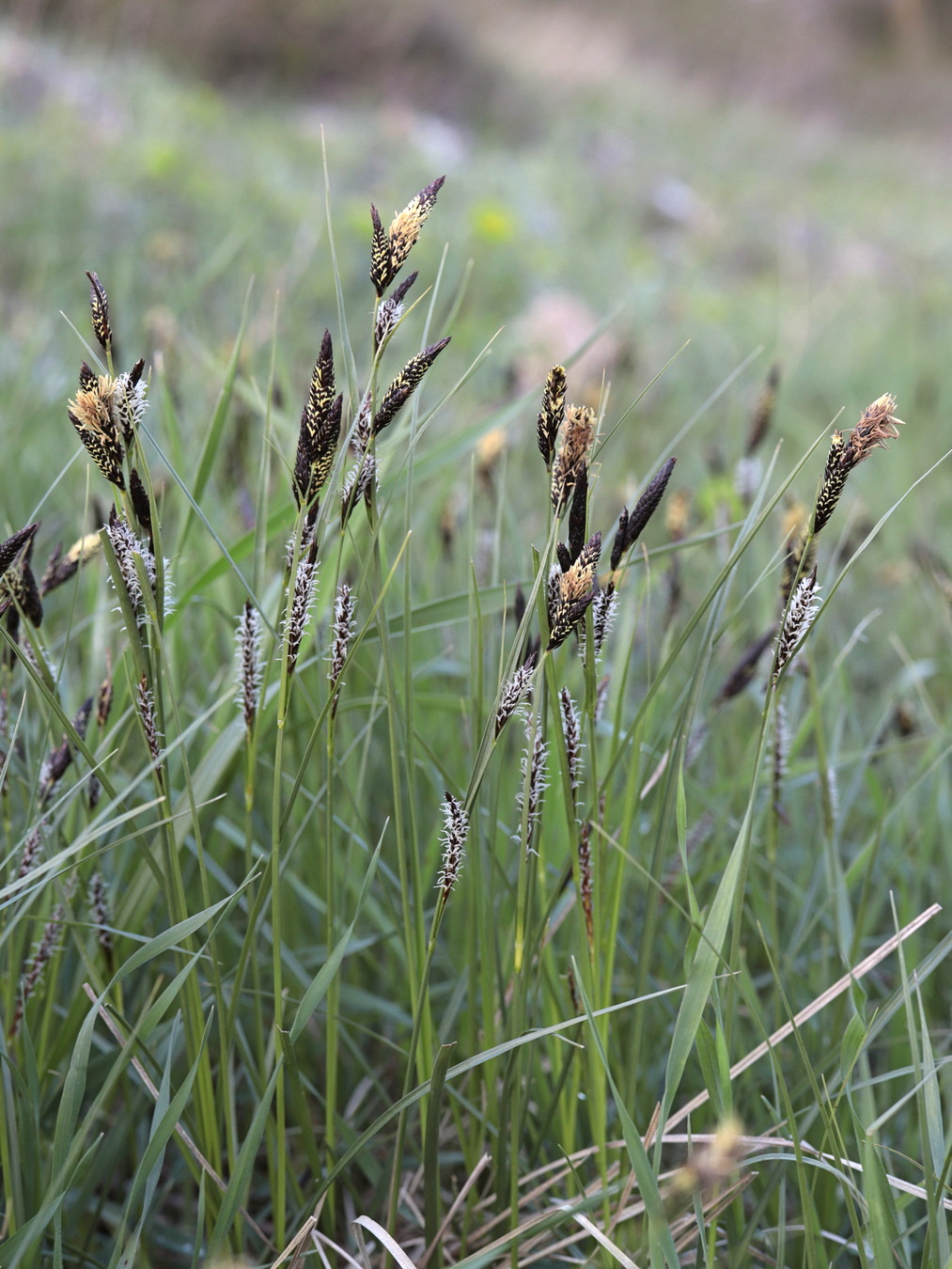 Image of Carex melanostachya specimen.