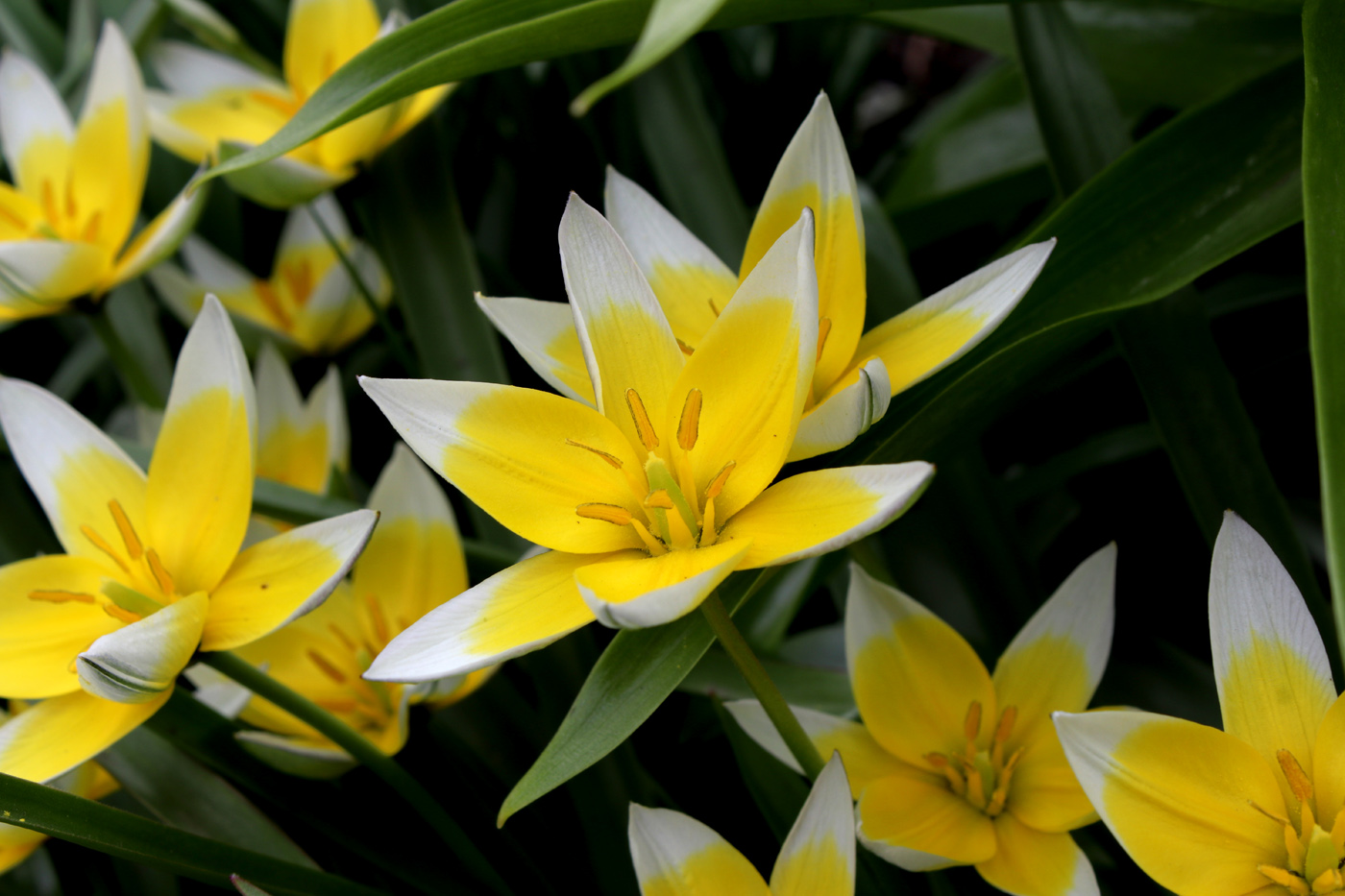 Image of Tulipa tarda specimen.