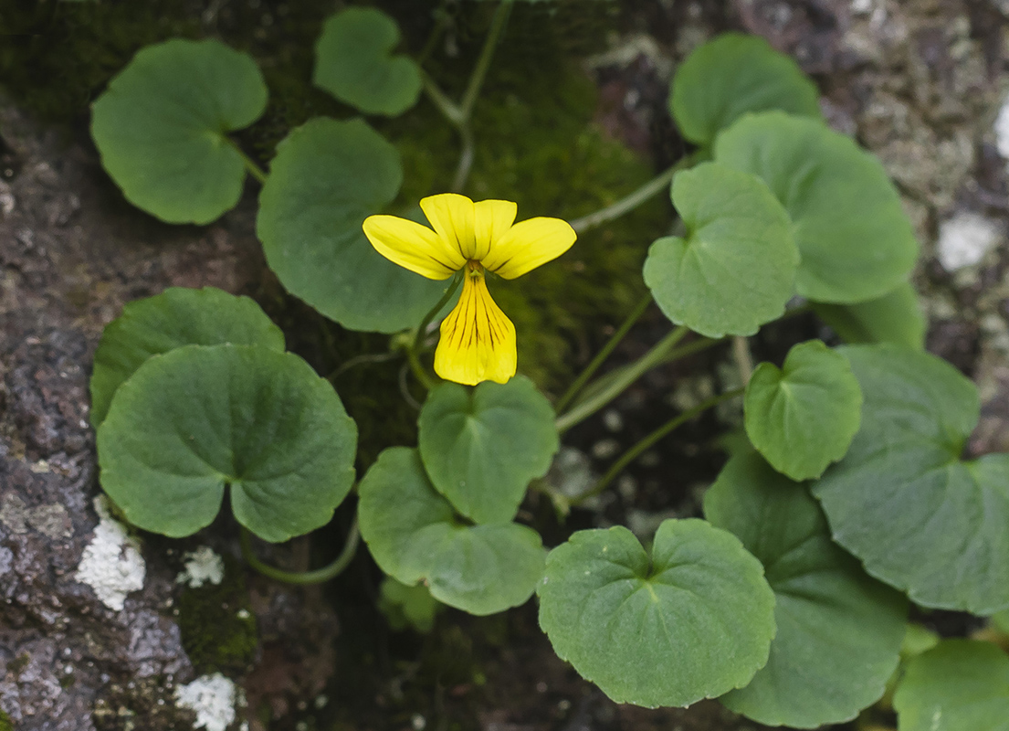 Изображение особи Viola caucasica.