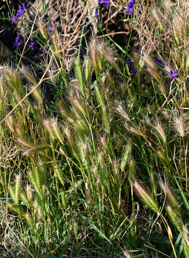 Изображение особи Hordeum murinum.