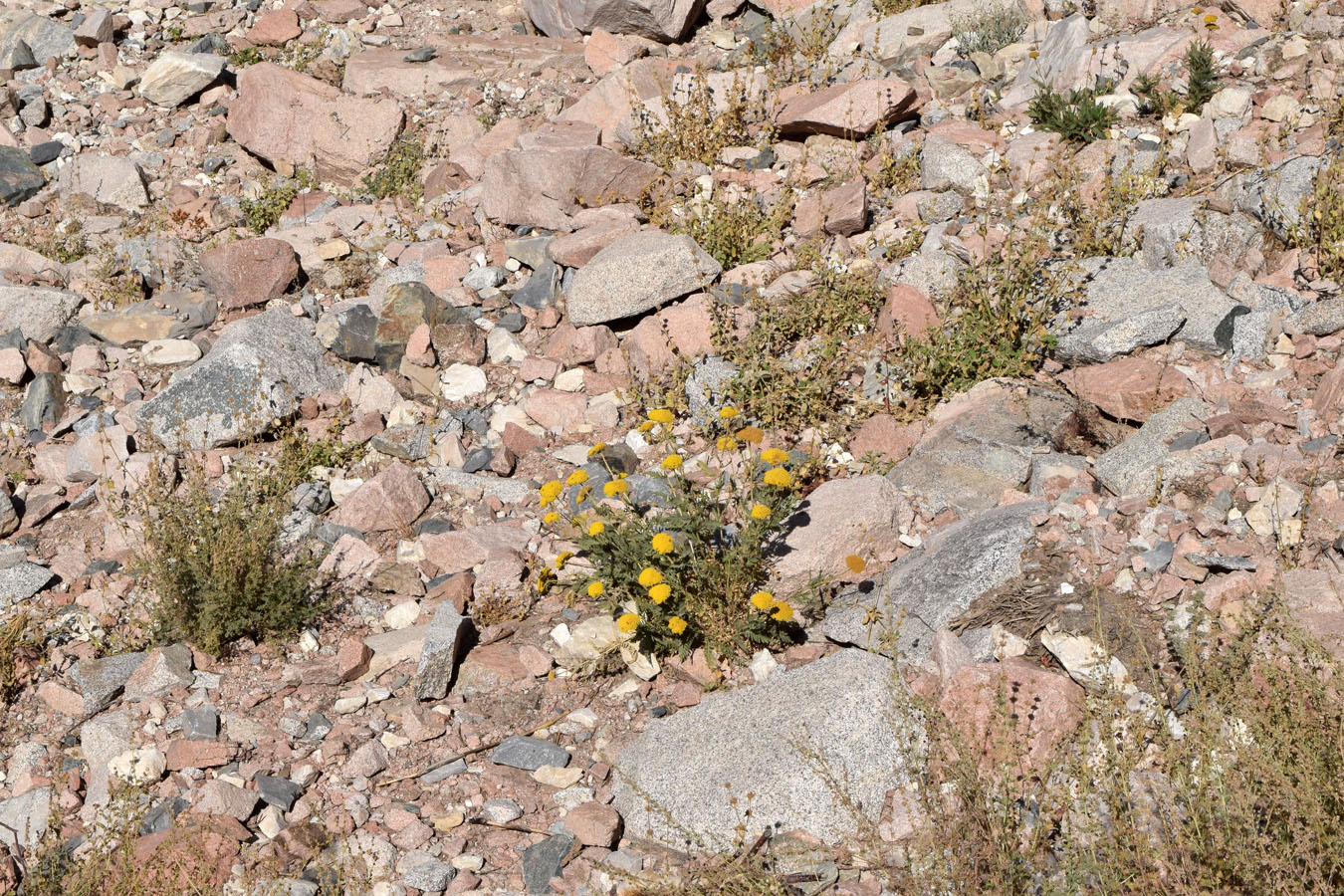 Image of Achillea filipendulina specimen.