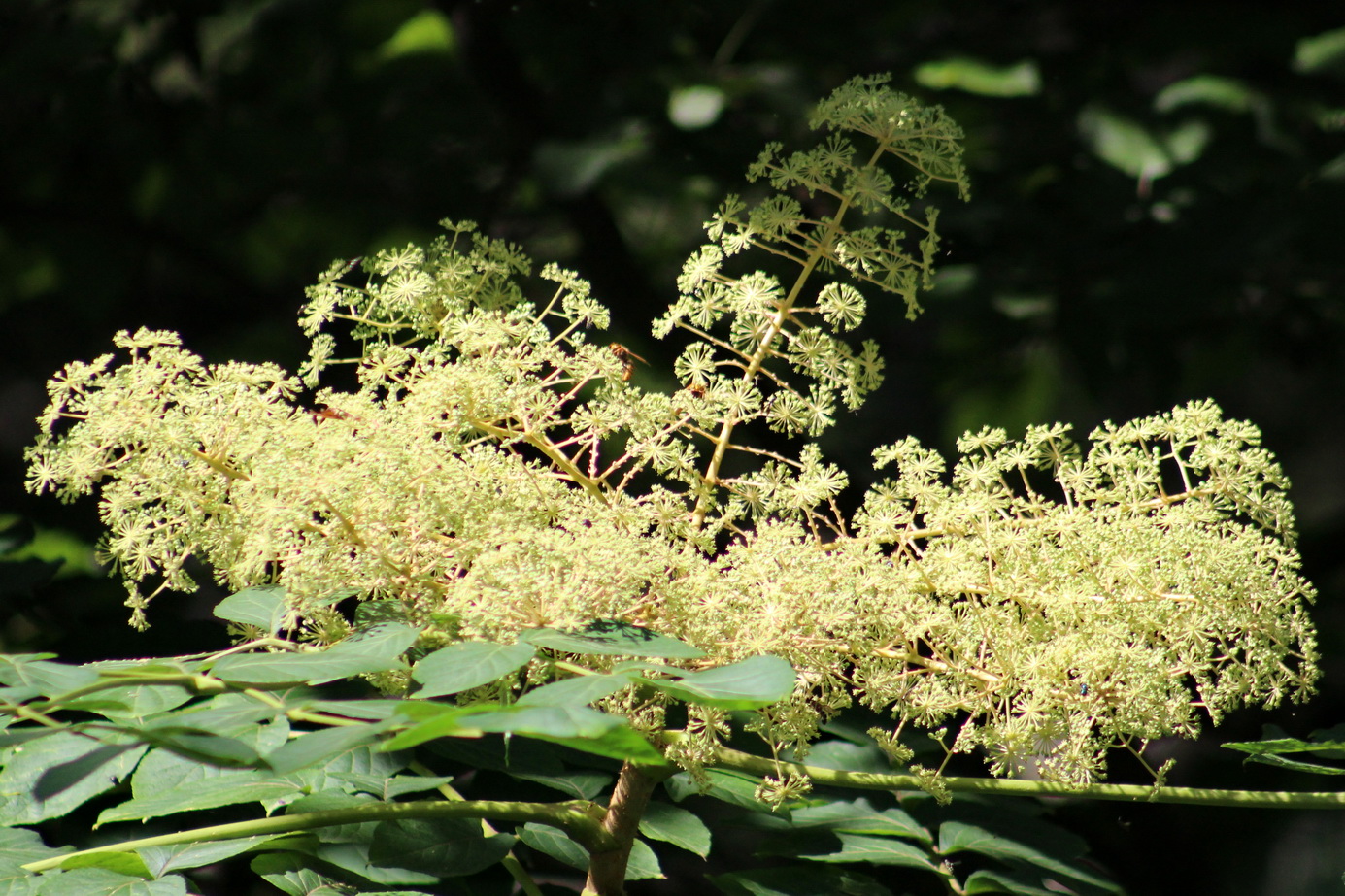 Изображение особи Aralia elata.