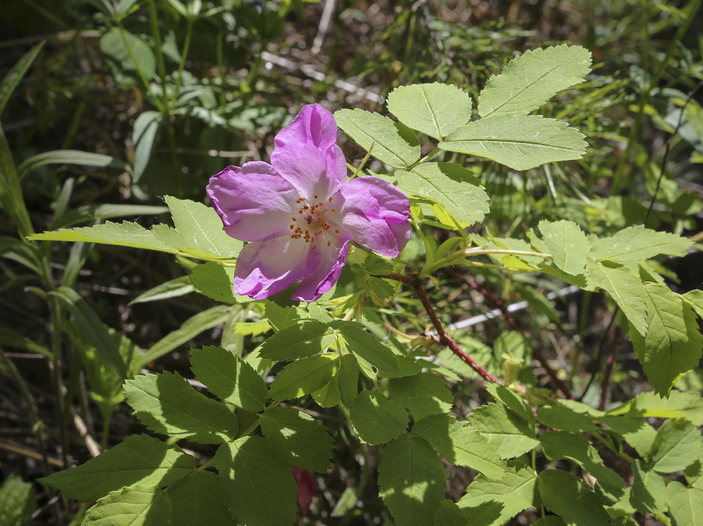 Image of Rosa acicularis specimen.