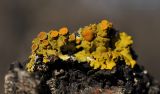 genus Xanthoria. Таллом с апотециями. Приморский край, Уссурийский гор. округ, окр. с. Монакино, широколиственный лес, на камне. 05.11.2022.