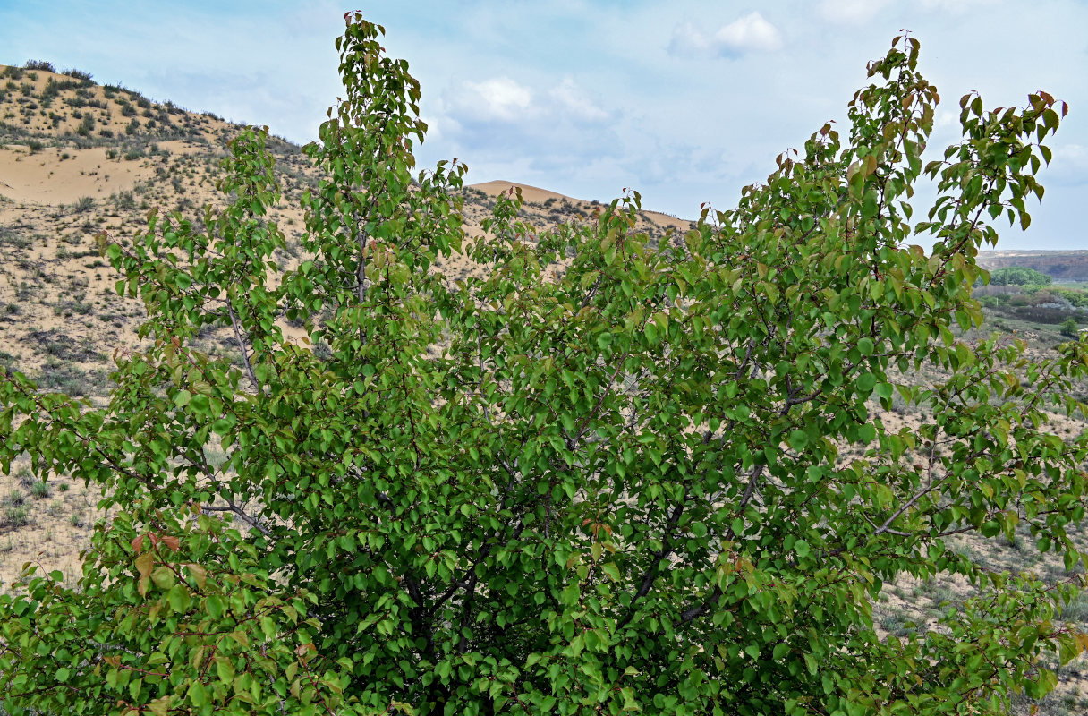 Image of Armeniaca vulgaris specimen.