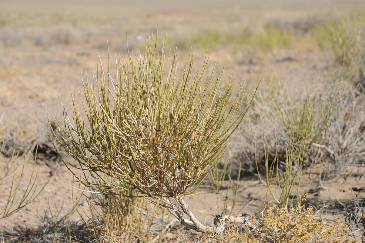 Image of Ephedra przewalskii specimen.