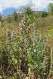 Teucrium scordioides