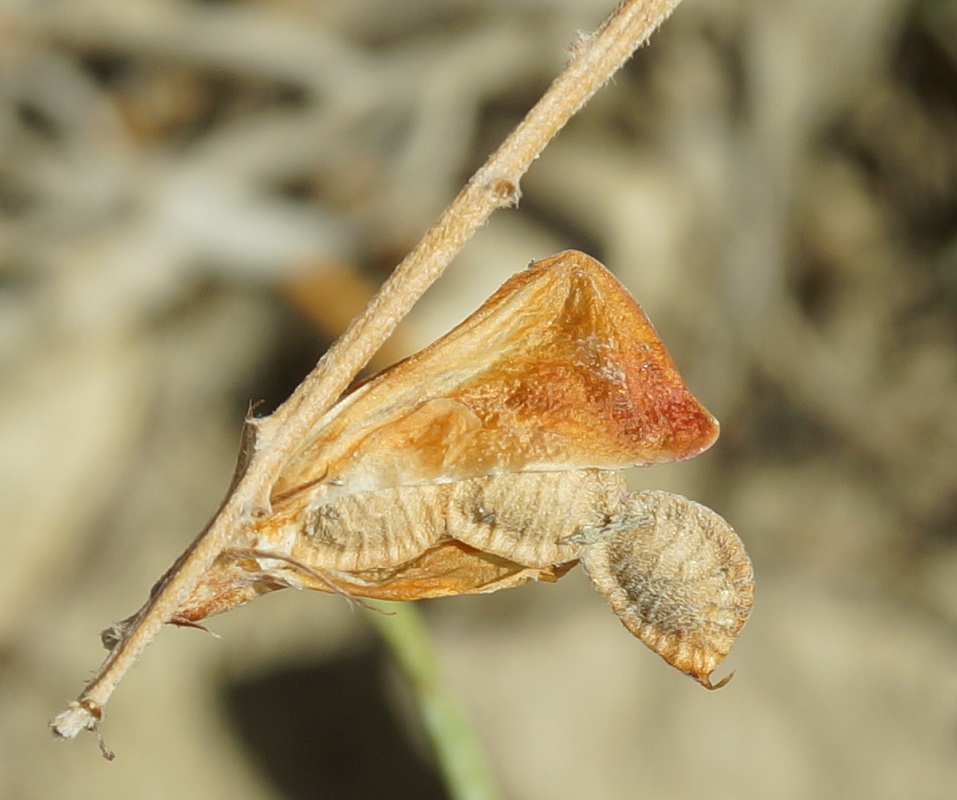 Image of Hedysarum tauricum specimen.