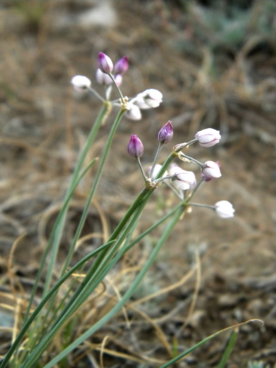 Image of Allium vodopjanovae specimen.