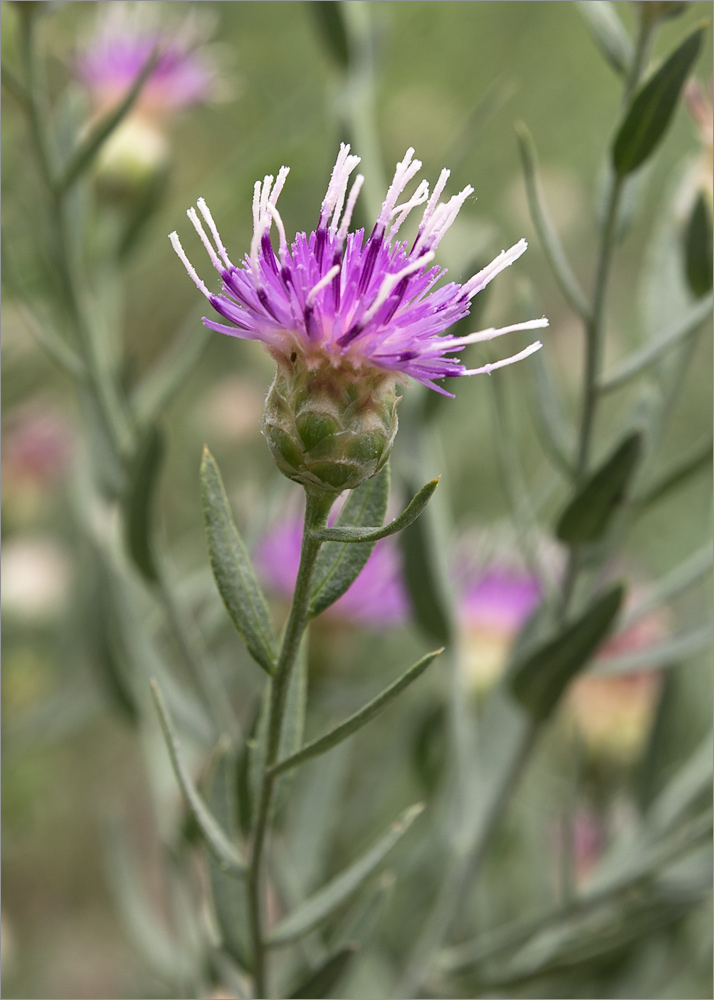 Image of Acroptilon repens specimen.