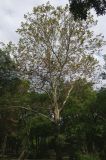 Platanus orientalis