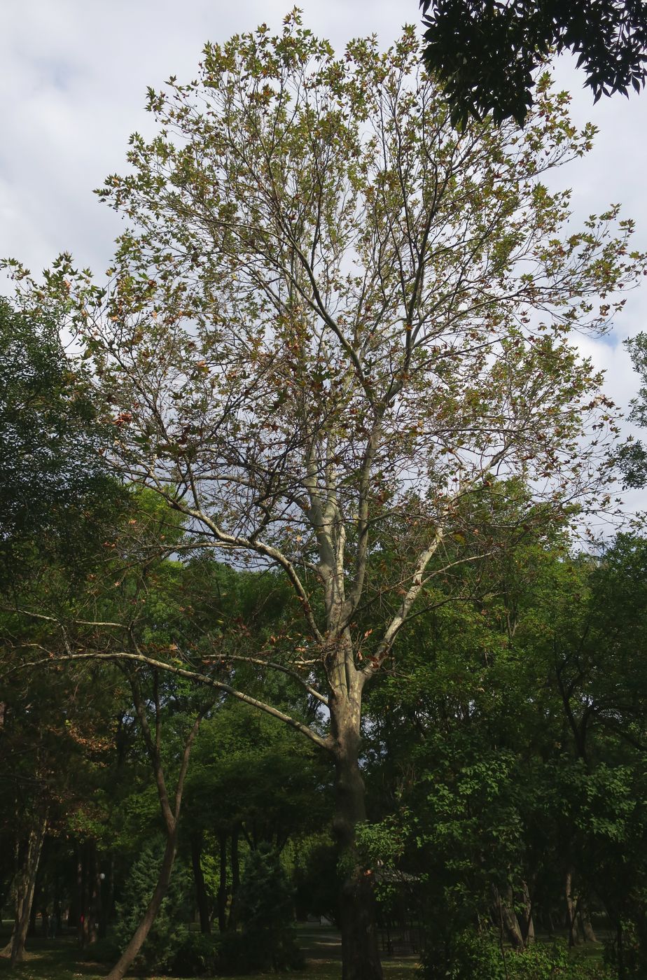 Image of Platanus orientalis specimen.