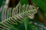 Blechnum nipponicum