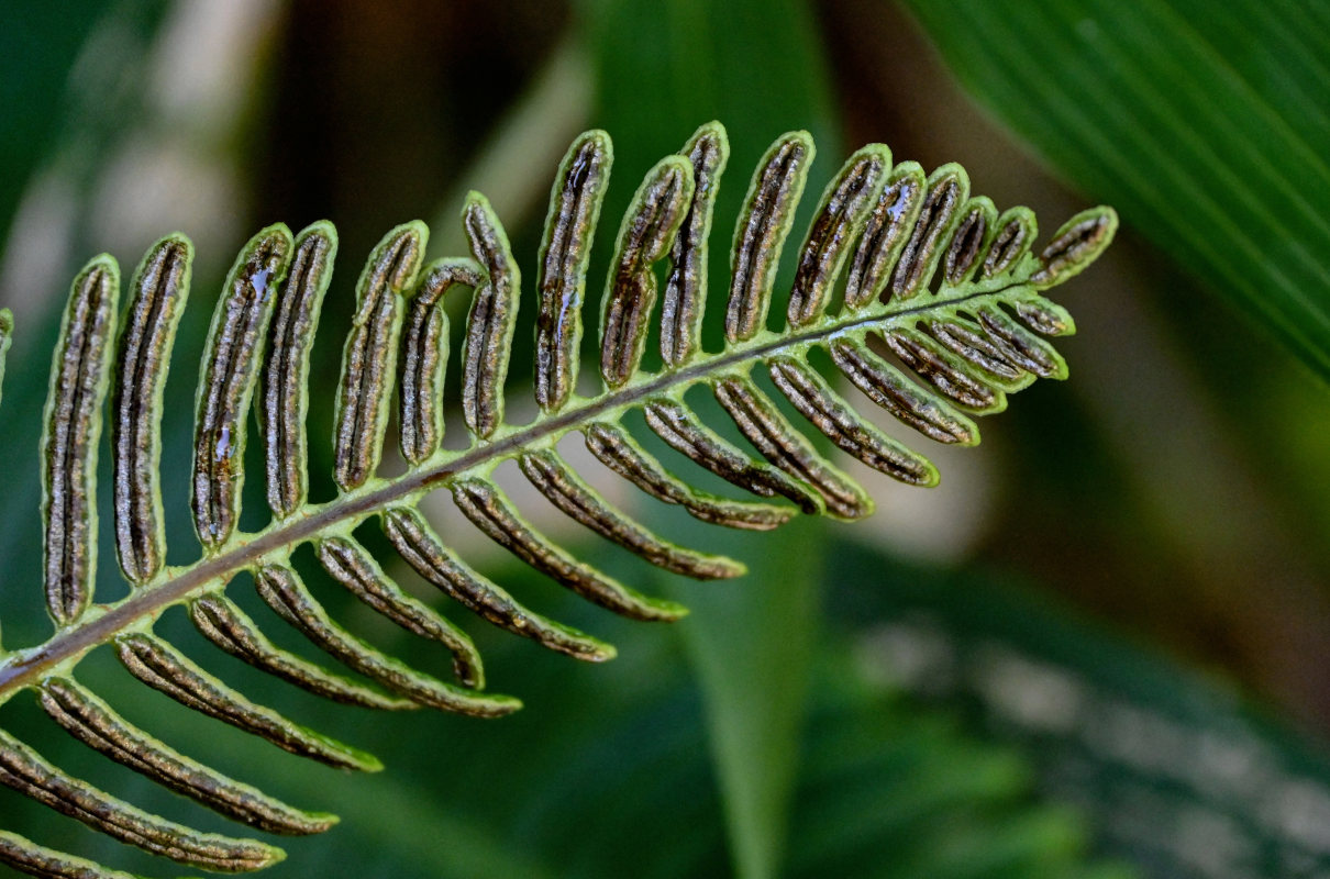 Image of Blechnum nipponicum specimen.