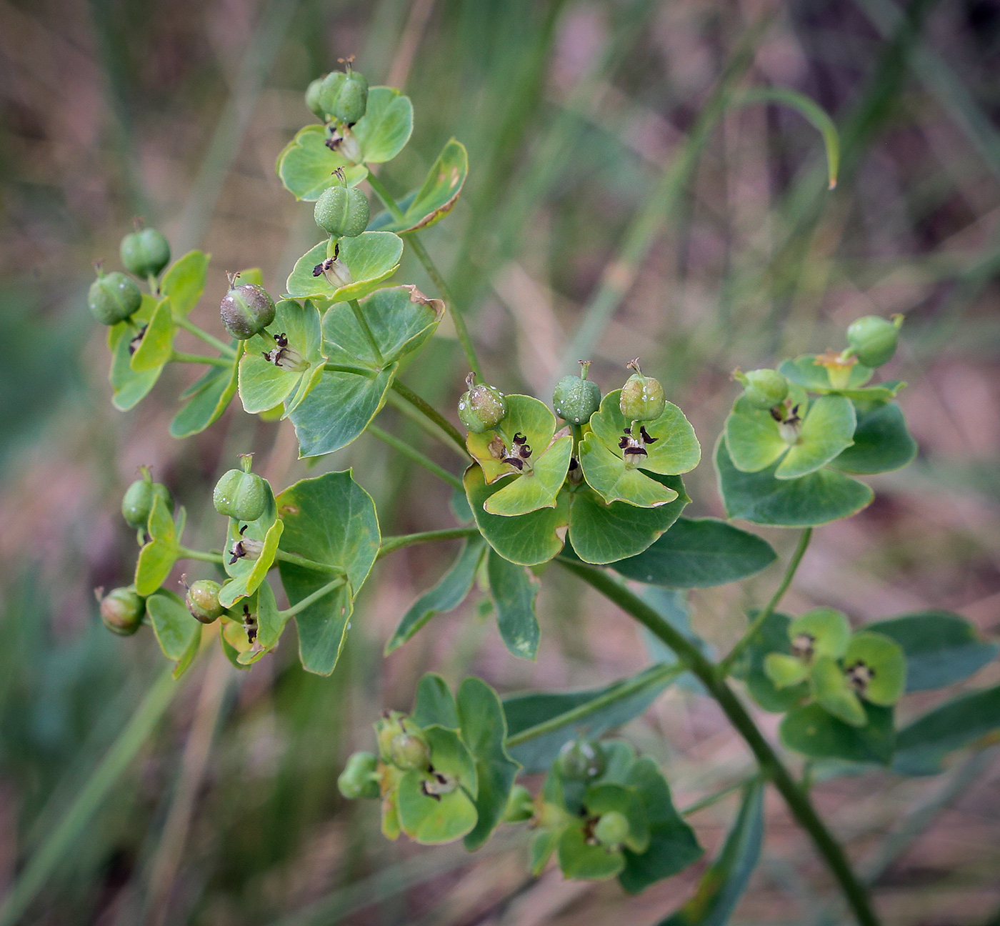 Image of Euphorbia korshinskyi specimen.