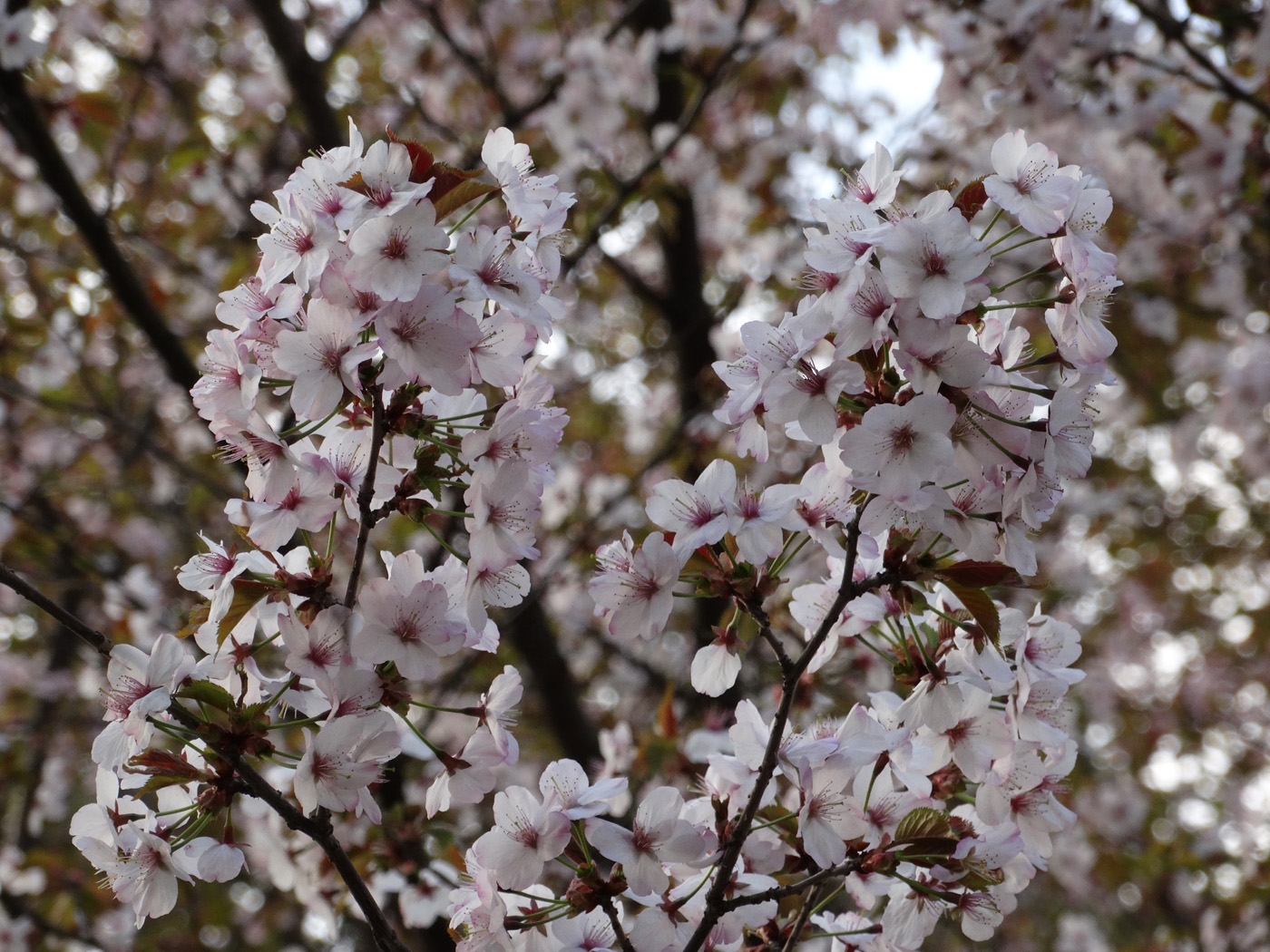 Изображение особи Prunus serrulata.