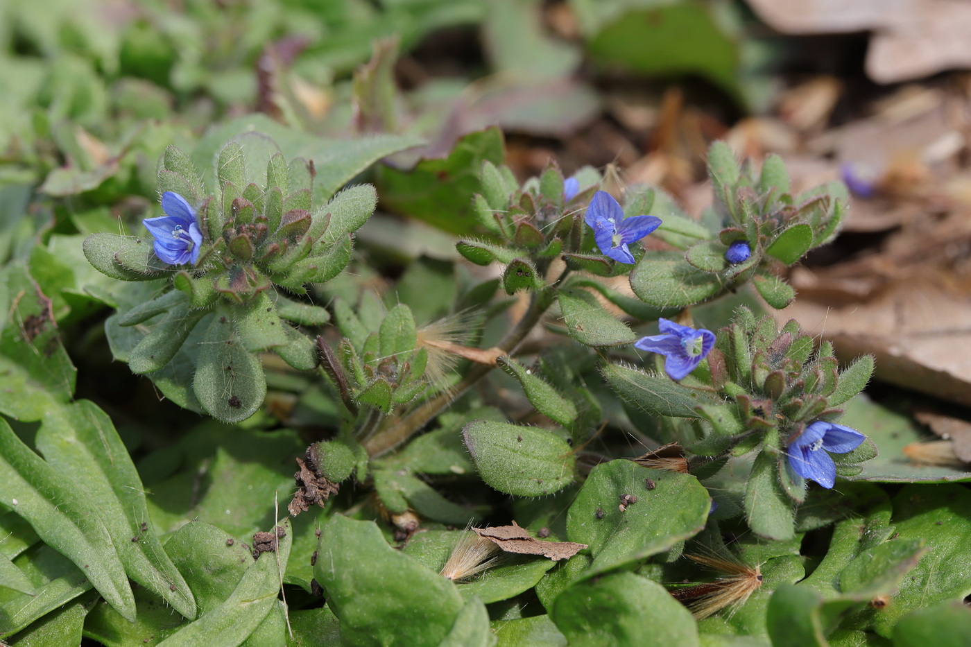 Изображение особи Veronica triphyllos.