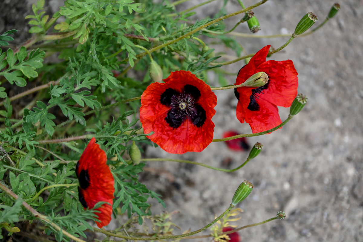 Изображение особи род Papaver.