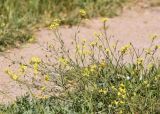 Смотреть изображение Bunias erucago