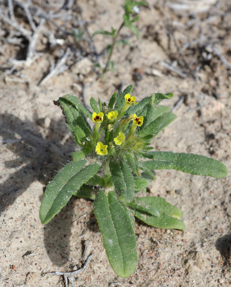 Image of Arnebia guttata specimen.