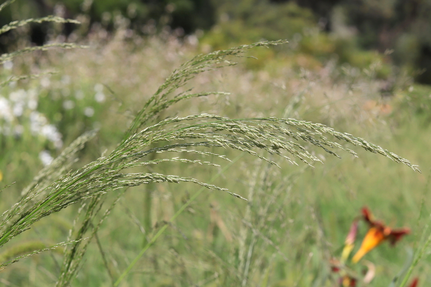 Изображение особи Eragrostis virescens.