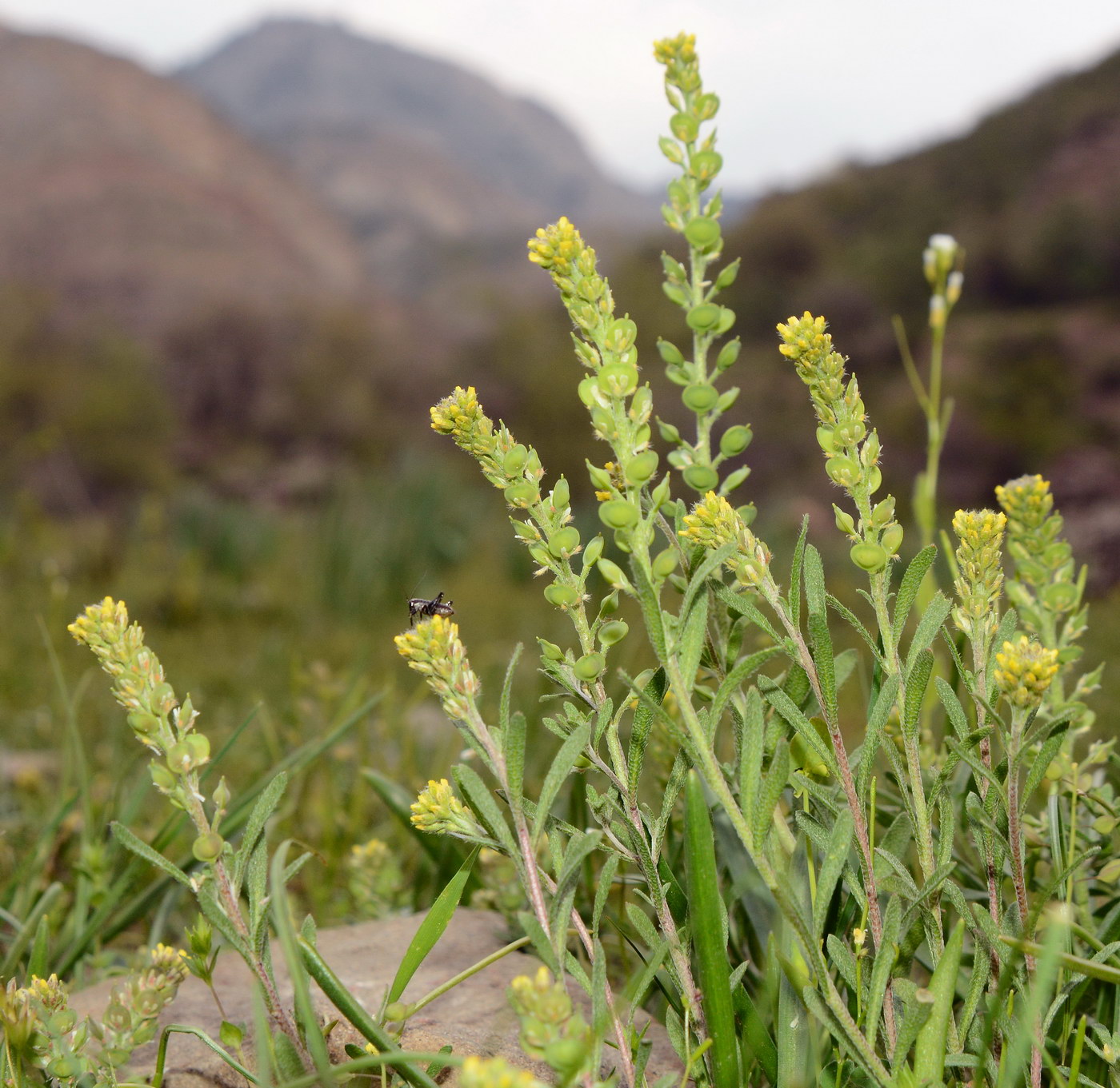 Image of Alyssum turkestanicum var. desertorum specimen.