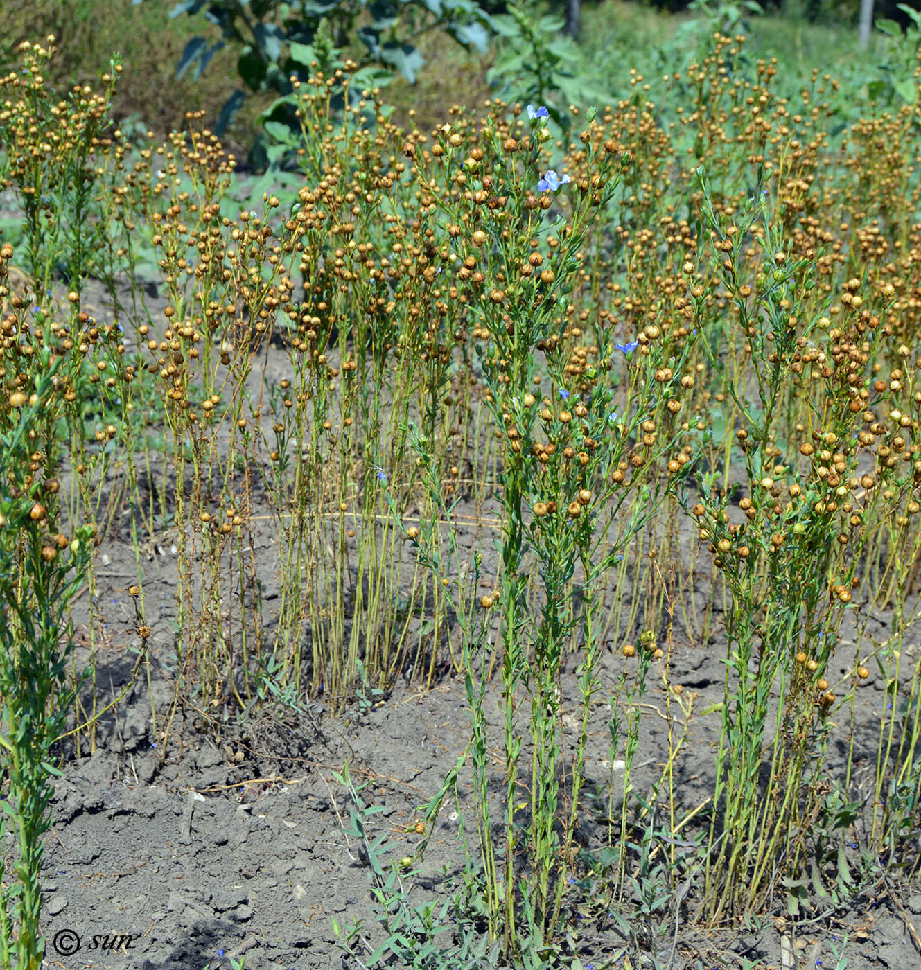 Image of Linum usitatissimum specimen.