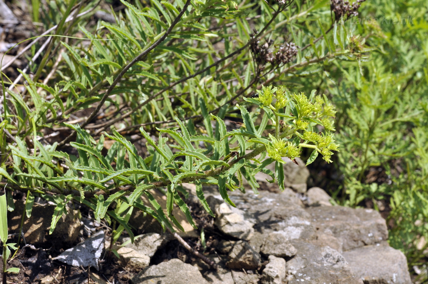 Image of Aizopsis selskiana specimen.