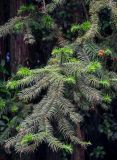 Cunninghamia lanceolata. Верхушка ветви. Китай, провинция Хунань, национальный парк \"Чжанцзяцзе\", опушка смешанного леса. 06.06.2024.