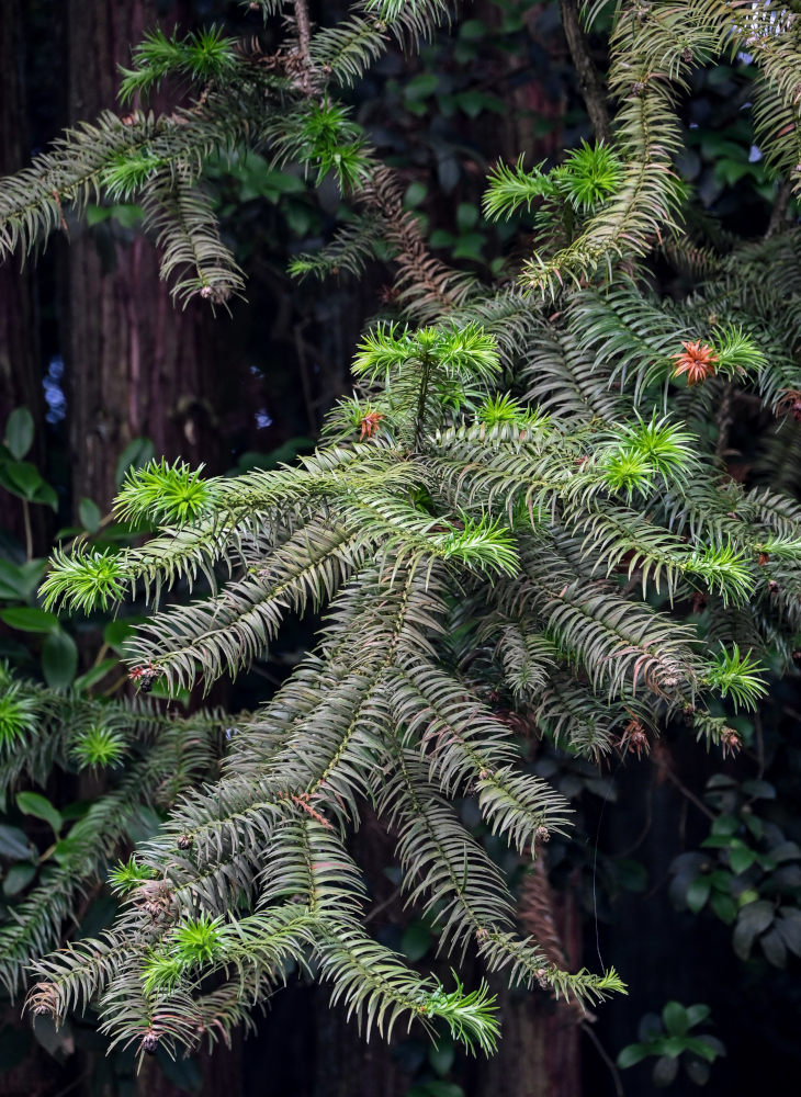 Image of Cunninghamia lanceolata specimen.